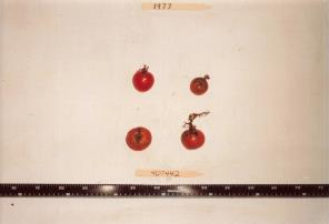 Click for 1 image(s) for this accession. FRUIT